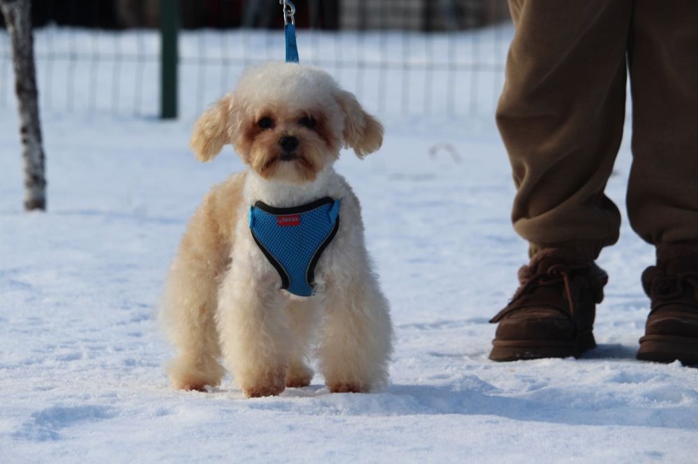 Хлопчик Мальтипу