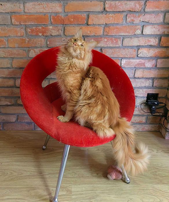 Nahla - kotka rasy Maine Coon - badania (FPL)