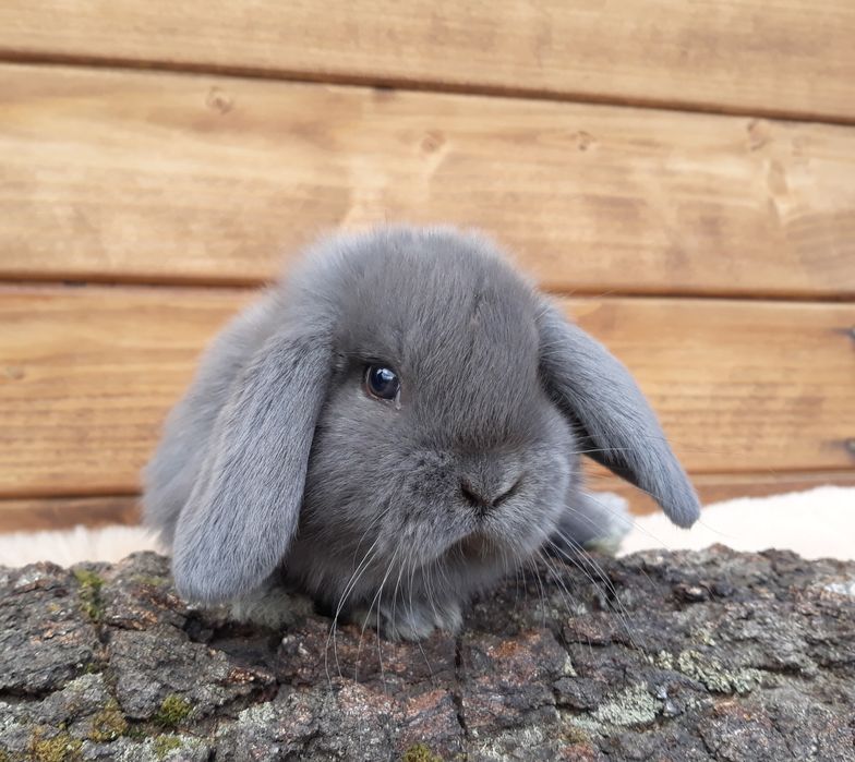 Królik karzełek baran niebieski mini lop