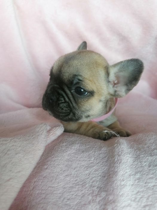 Bulldog francês red fawn