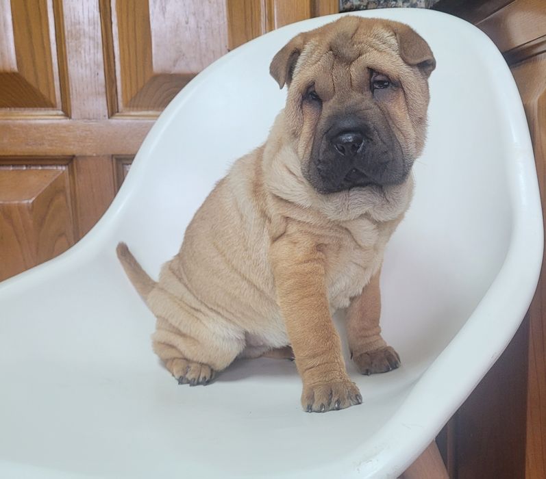 Sharpei femea 2 meses