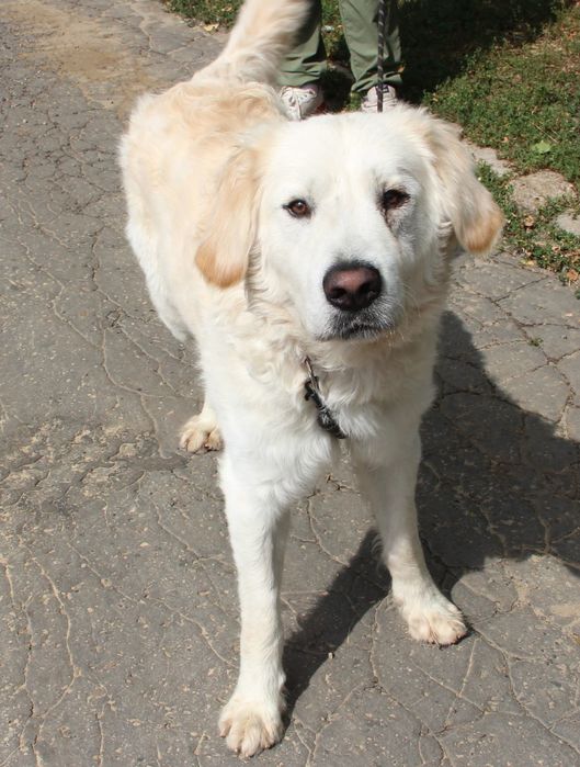 Młody niespełna roczny duży Janosik do adopcji