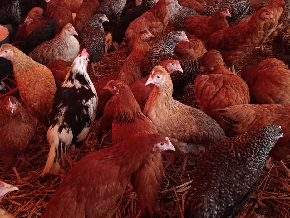 Kury nioski młode Rosa