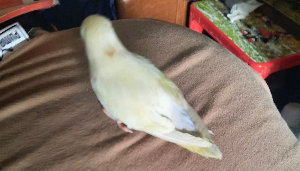 Ola lindos passarinhos para cedência