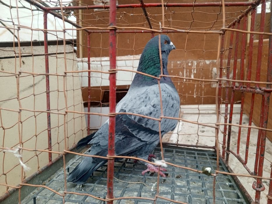 King Kingi Samiec Ptaki gołębie ozdobne