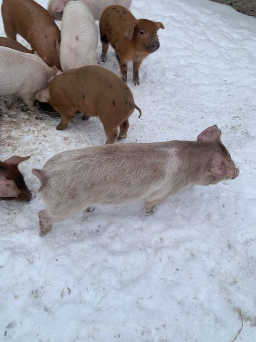 Поросята дюрок на продаж 6 тижднів