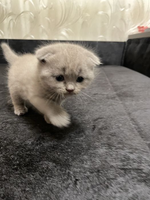 Кошеня Скоттіш-фолд