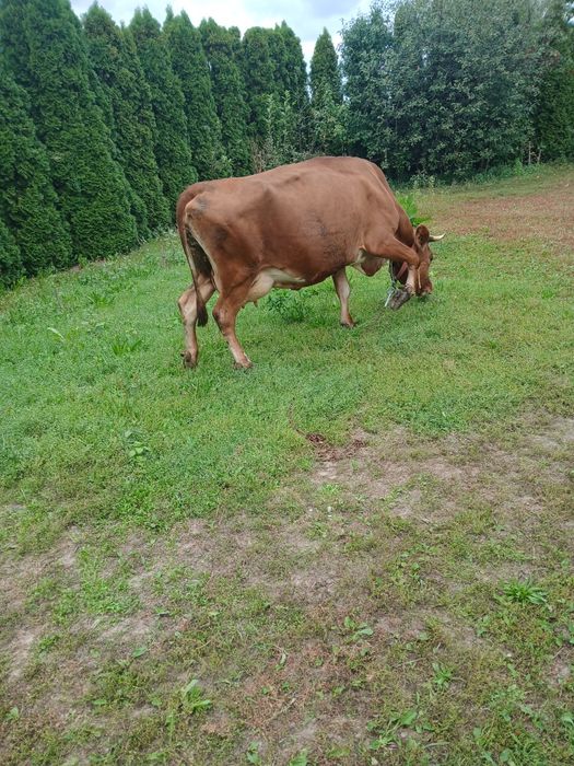 Krowa rasy  jersey