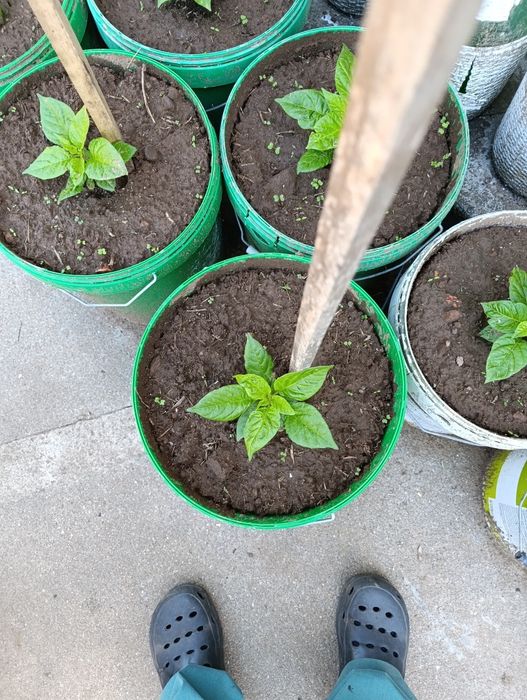 Plantas de Carolina reaper e ghost pepper já transplantadas em balde de 25 litros