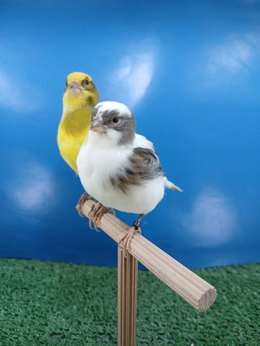 Kanarki Tymbrador Mini Border2025r