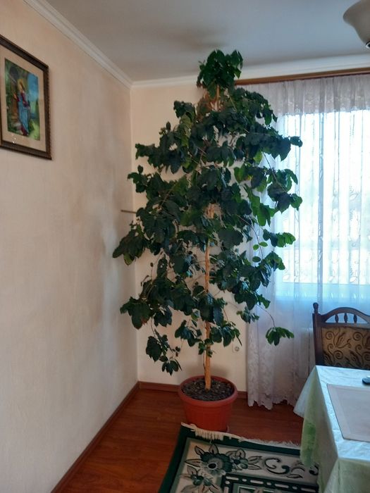 Кавове дерево гарно плодоносить