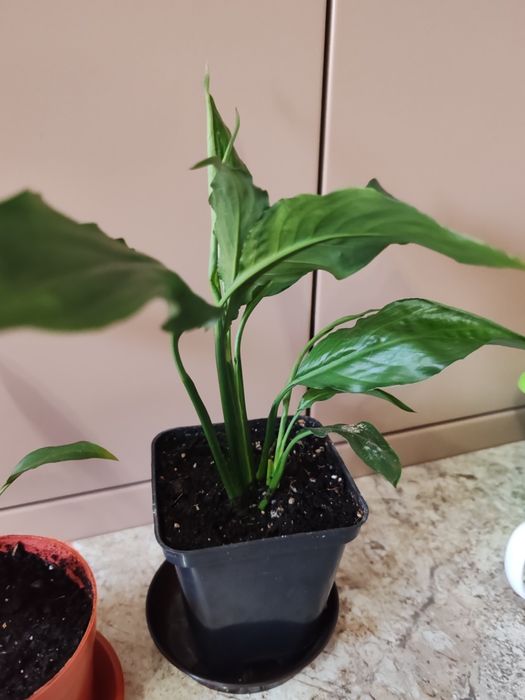 Спатифіліум.       .