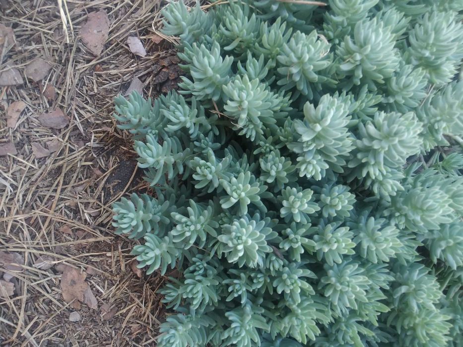 Очиток (седум) скельний Блю Спрус