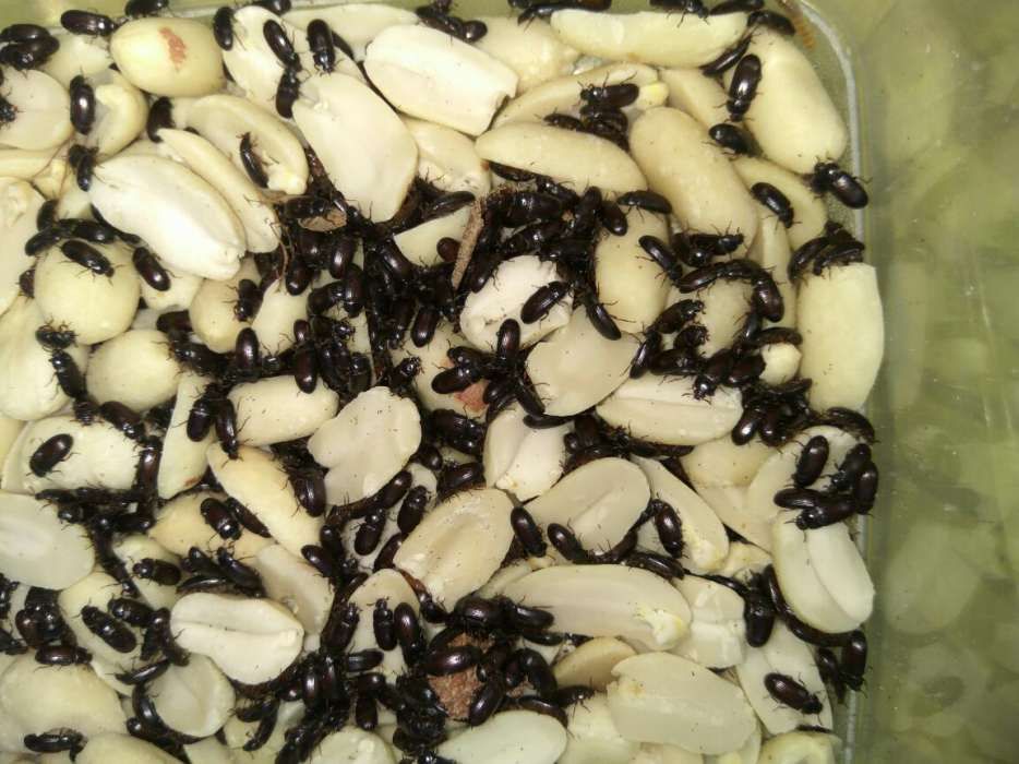 Cultura de alimentos vivos