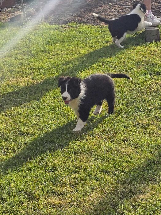 Border collie- gotowe do zmiany domku