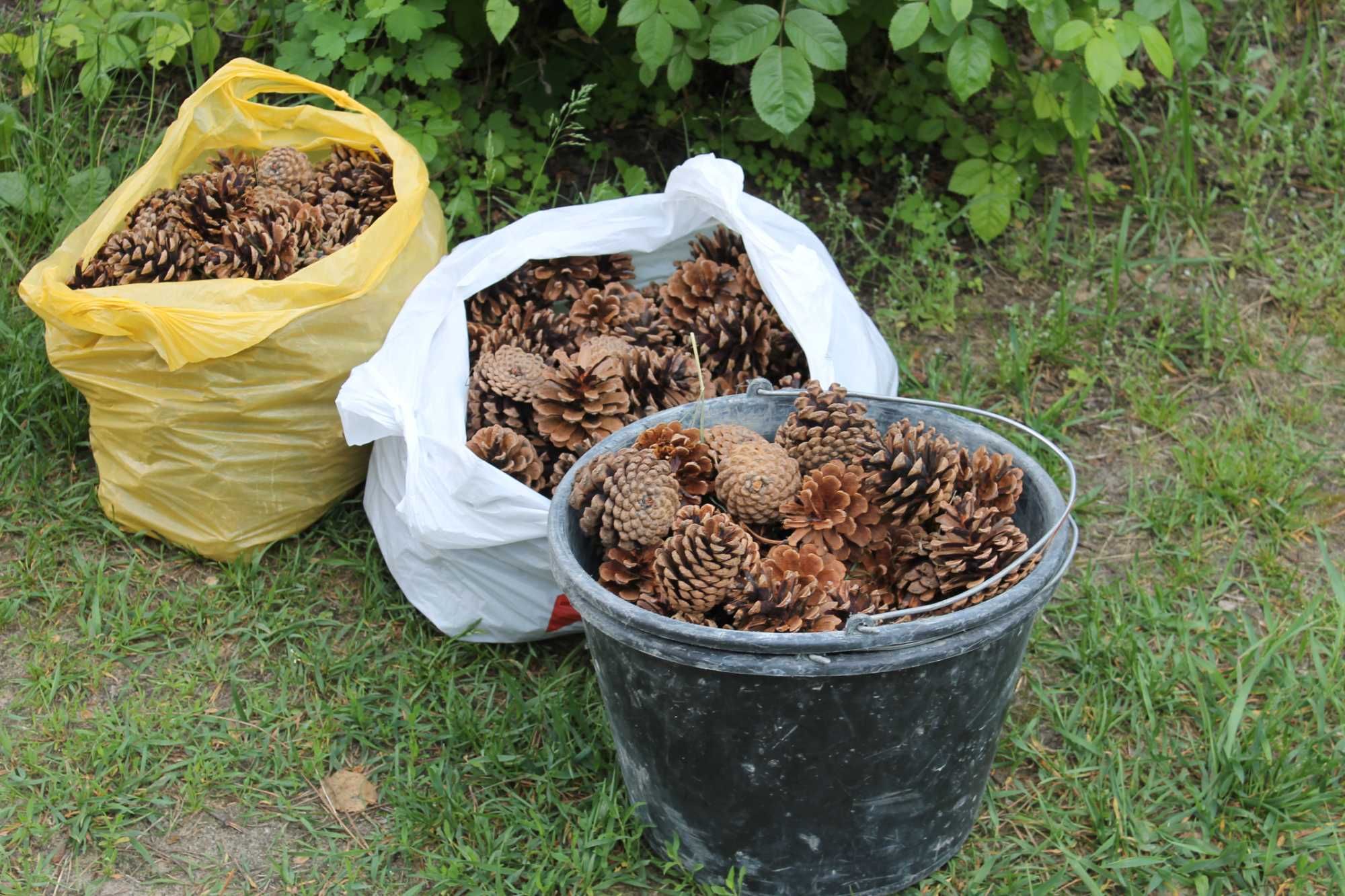 Шишки крымской сосны: 200 грн. - Сад / огород Харьков на Olx