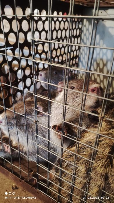 Круті, ручні тварини!