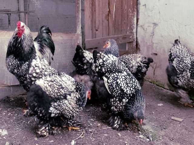 Яйце на інкубацію. Курчат. Кохінхін - срібло, куріпчаста, смугаста.