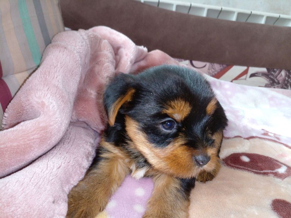 Гарні цуценята чекають дбайливих господарів