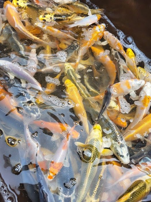 Złotą karaś amur karp koi