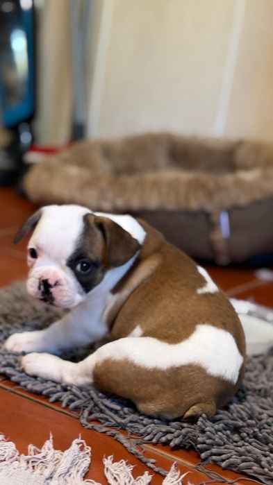 Buldogue Francês