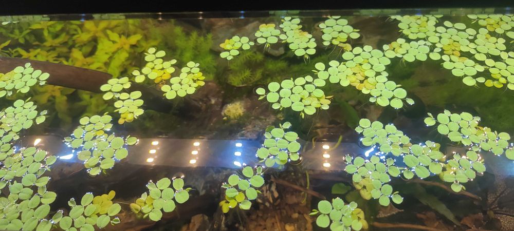 salvinia minima plantas aquaticas flutuantes