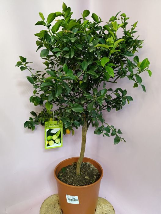 Лимон.Кумкват Маргарита.Апельсин.Мирт.Оливка.