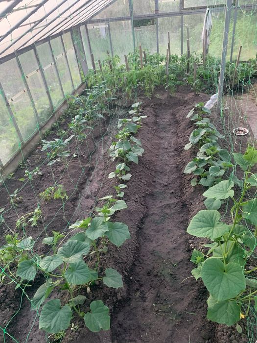 Огород для вирощування