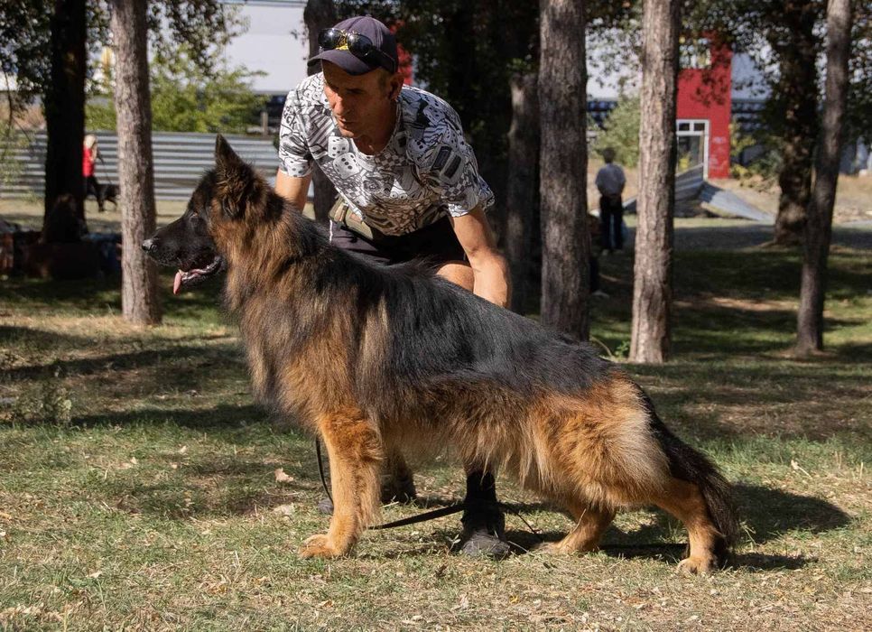 Немецкая овчарка длинник