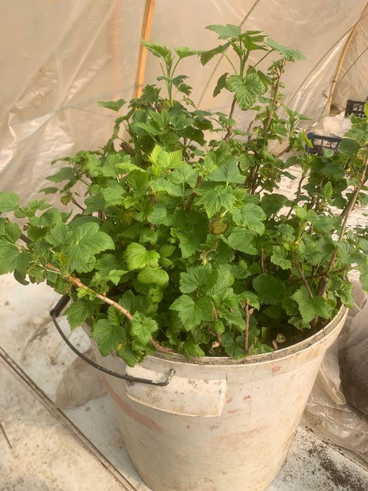 Саджанці смородини