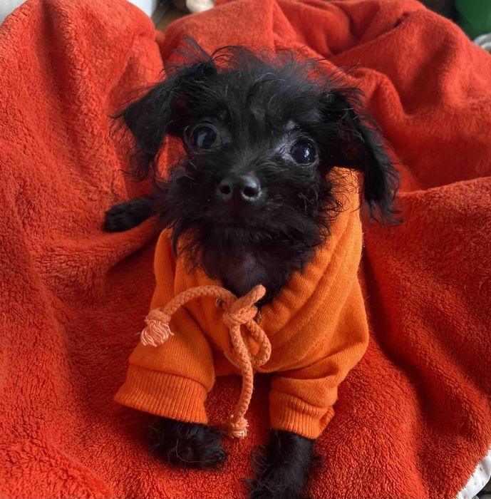 Той- пудель хлопчик