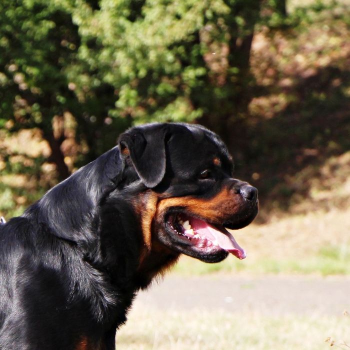 Кобель для в'язки