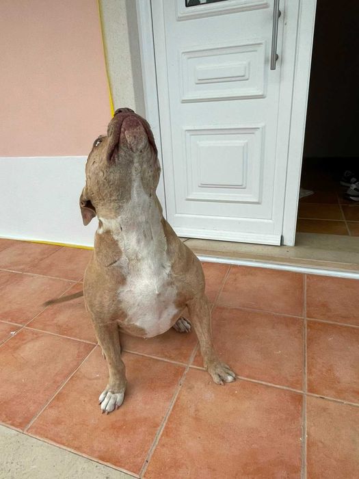 Adocao america staf x bully