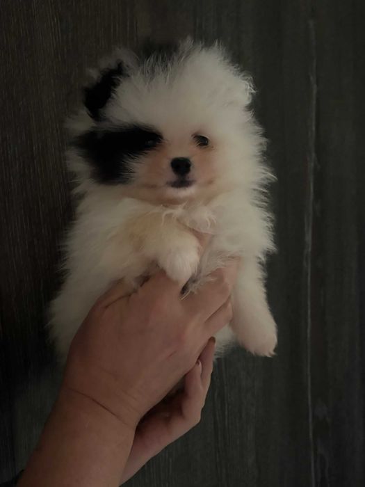 szpic miniaturowy pomeranian