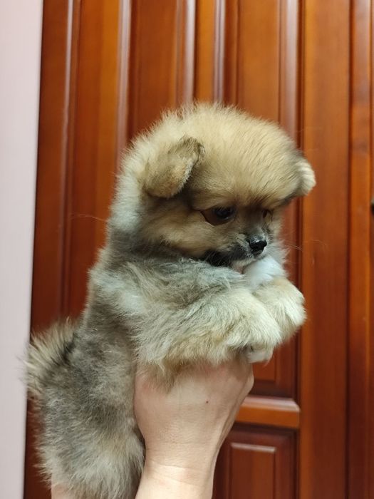 Померанскиц шпиц