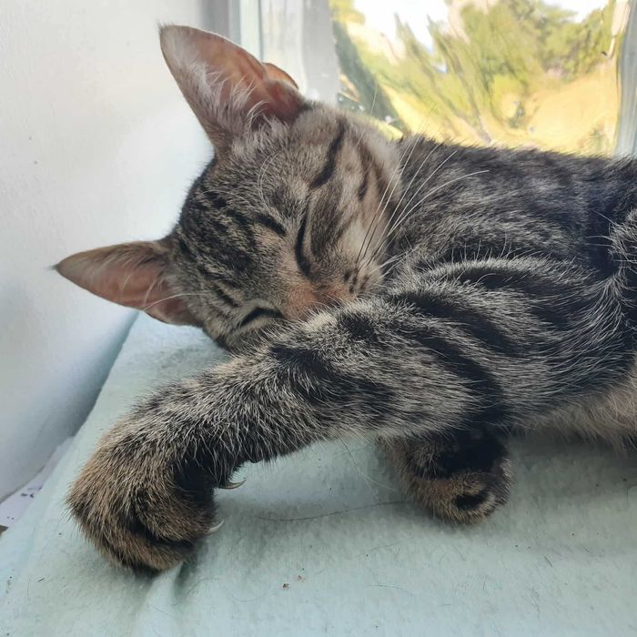 Szprotka - kotka jak zwinna rybka