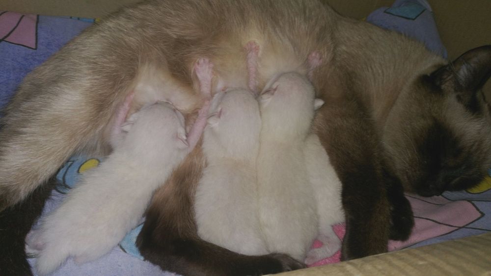 Вязка тайского кота