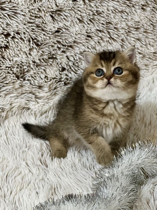 Шотландське кошеня з документами