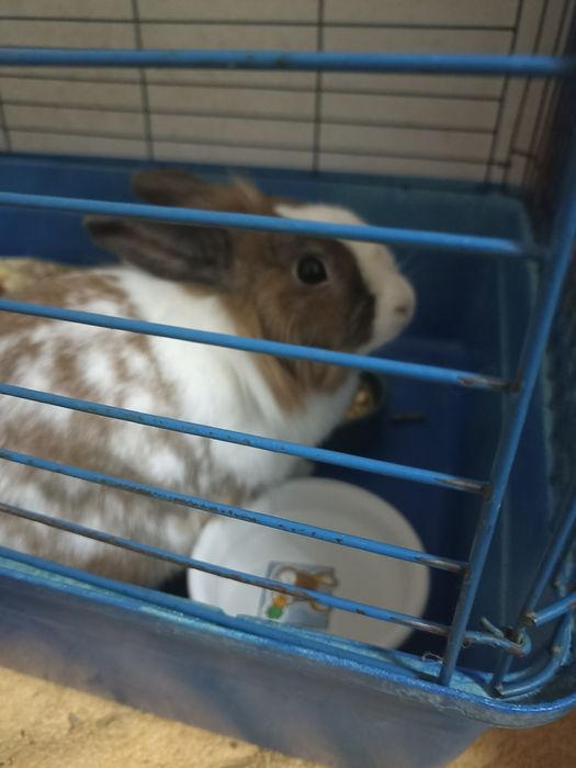 Декоративний кролик