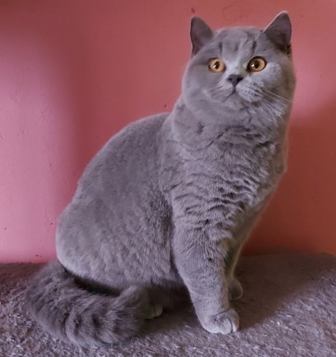 Kotka brytyjska z rodowodem