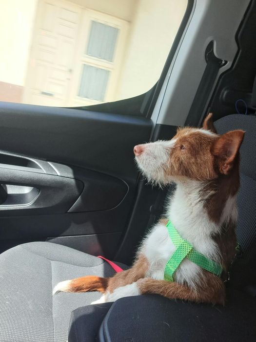 Podengo para adoção
