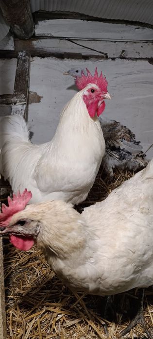 Інкубаційне яйце брес гальска, відправка по Україні