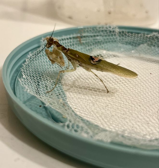 Modliszka oczkowa samiec imago