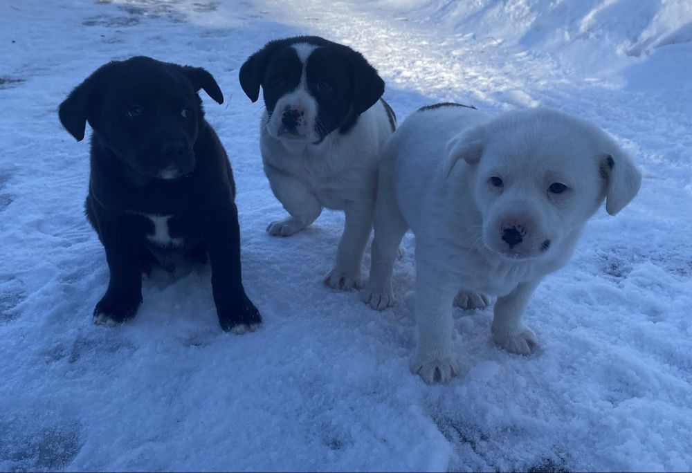 Віддам у добрі руки цуценят! Самовивіз! Безкоштовно