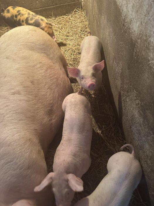 Поросята мʼясного напрямку