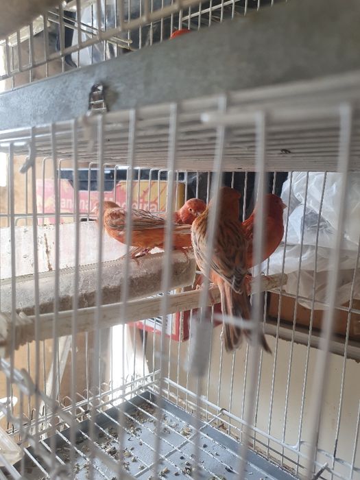 Canários agatas e opalas  e satinés boa linhagem peça  preço revenda