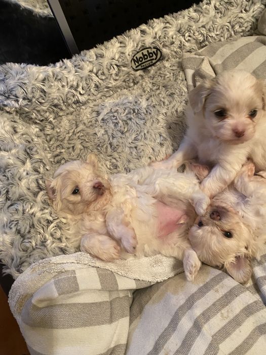 Продам щенков породы Мальтипу