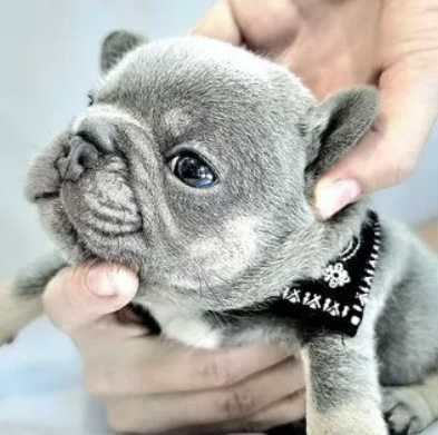 Французские бульдоги лилового окраса