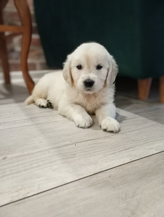 Golden retriever śliczne słodziaki