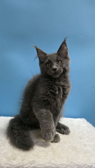 Голубой мальчик мейн кун